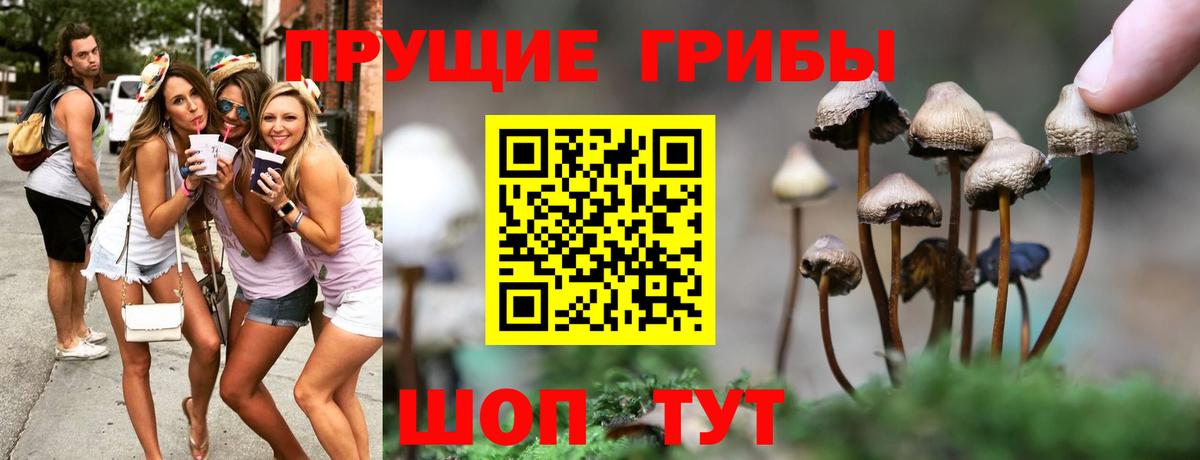 Псилоцибиновые грибы Cubensis  наркотики  Вход с VPN  Кингисепп  Галлюциногенные грибы Psilocybe 